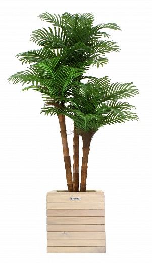 Date palm Atwood cachepot Dekollete Roca Cube 40