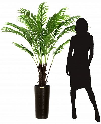 Date palm Bizerte cachepot Dekollete Serso 46 available to order 1 piece