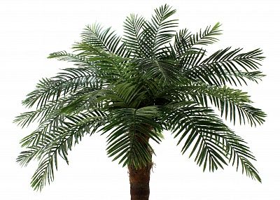 Date palm Gial