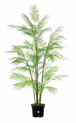 Elbay date palm 160