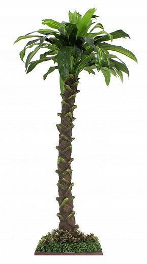 Dracaena Miami available 1 piece