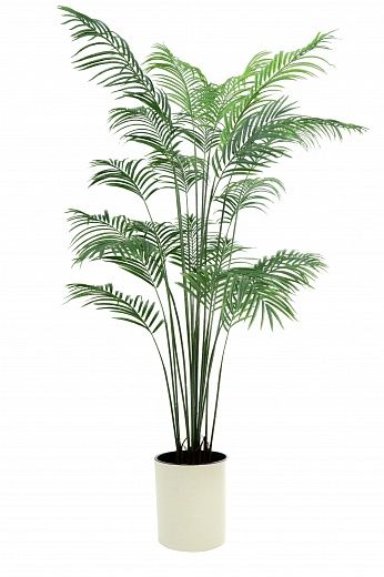 Date Palm Monastir 200 cachepot Dekollete Clasico 30 Eco