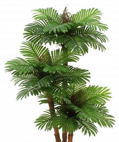 Date palm Avalon cachepot Dekollete Clasico 30