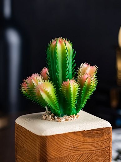 Cactus Cuir cachepot Dekollete Wood 7