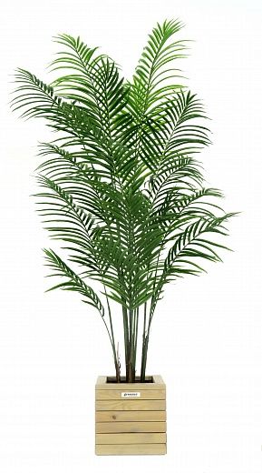 Date palm Carthage cachepot Dekollete Roca Cube 30