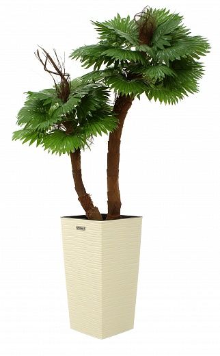 Palm Washingtonia Avassa cachepot Dekollete Kuno 46 Eco