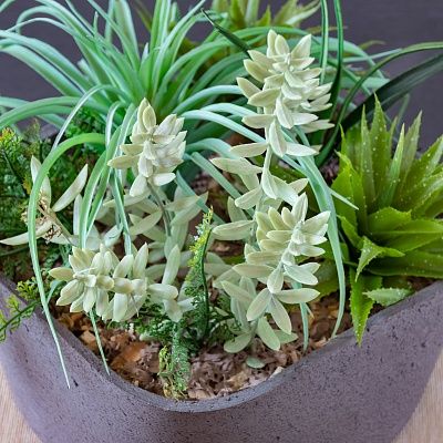 Succulent composition Yucatan cachepot Dekollete Concrete