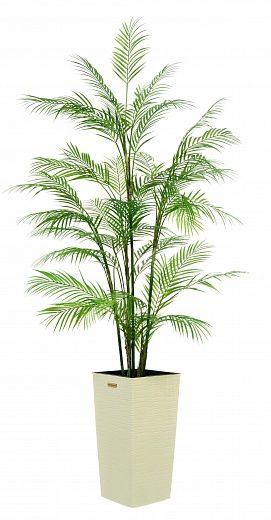 Elbay date palm 160 cachepot Dekollete Kuno 46