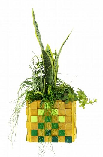 Sansevieria Gurun available to order 1 piece