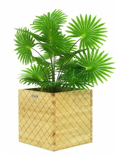 Palm Washingtonia Vittoria cachepot Dekollete Gurido 30