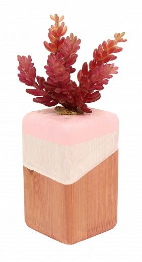 Succulent Playa cachepot Dekollete Wood 7