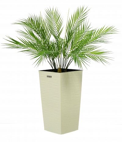 Palm Ayora Tres cachepot Dekollete Cuno 46