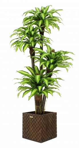 Dracaena Buscher Cachepot Dekollete Gurido 30 color