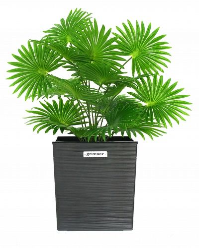 Palm Washingtonia Vittoria cachepot Dekollete Clasico 30