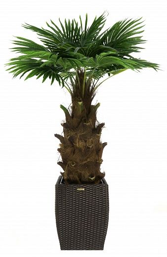 Washingtonia Hanan Cachepot Dekollete Rattan Cone 50