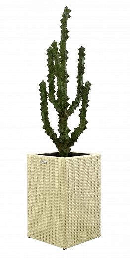 Cactus Ridge Cachepot Dekollete Rattan Cube 50 available to order 1 piece