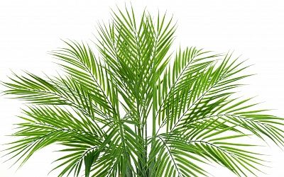 Palm Pichino Fitta Cachepot Dekollete Kuno 46 Eco