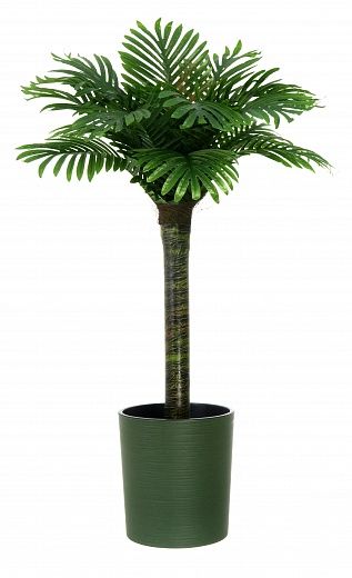 Date palm Saada cachepot Dekollete Clasico 30 Eco