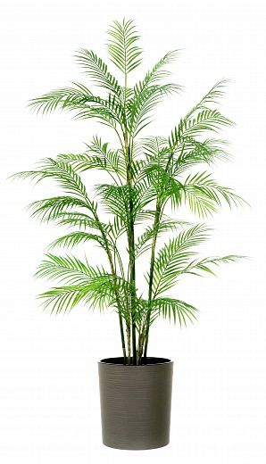 Elbay date palm 160 cachepot Dekollete Clasico 30 Eco