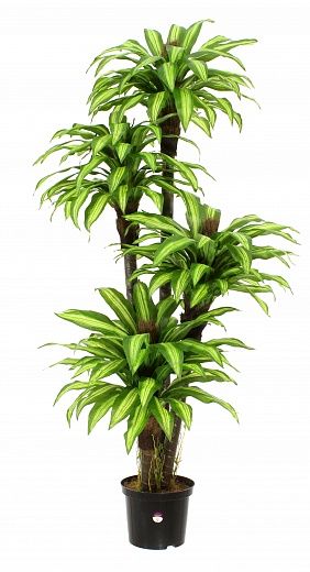 Dracaena Boucher