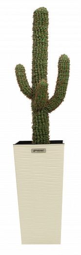 Cactus M_xico Morelia Cachepot Dekollete Kuno 57