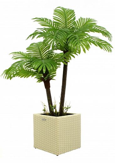 Date palm Bogora cachepot Dekollete Rattan Cube 32