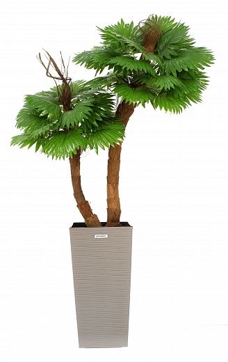 Palm Washingtonia Avassa cachepot Dekollete Cuno 46 Eco