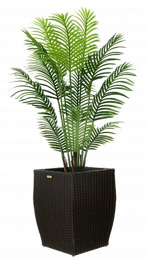 Date palm Madia cachepot Dekollete Rattan Cone 50