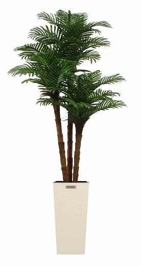 Date palm Atwood cachepot Dekollete Kuno 57