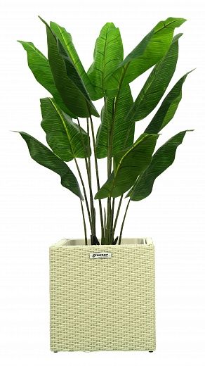 Banana Perey 120 cachepot Dekollete Rattan Cube 39