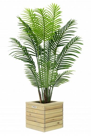 Date palm Madia cachepot Dekollete Roca Cube 30