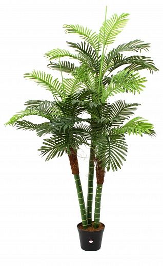 Date Palm Aragon