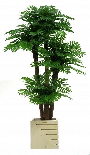 Date Palm Cherry Cachepot Dekollete Stream