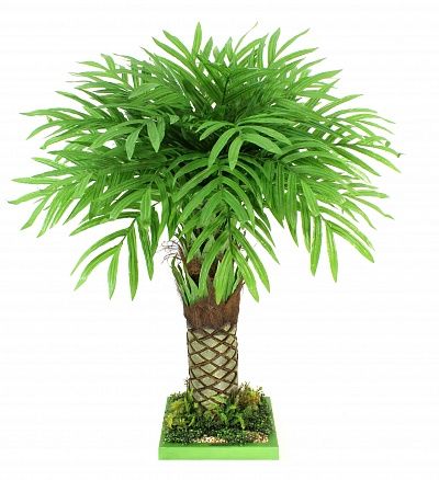 Areca Vitorio available to order 1 piece