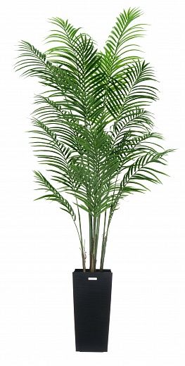 Date Palm Carthage Cachepot Dekollete Cuno 46