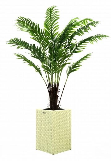 Date palm Bizerte cachepot Dekollete Rattan Cube 50 available for order 1 piece