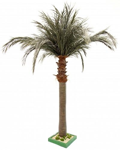 Townsville date palm available in order of 1 piece only