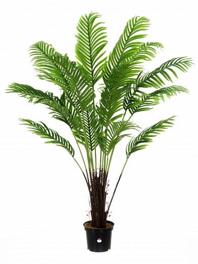 Date palm Bizerte available to order 1 piece