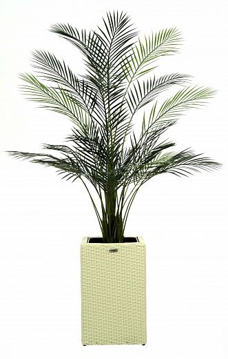 Date palm Kariba 150 cachepot Dekollete Rattan Cube 50