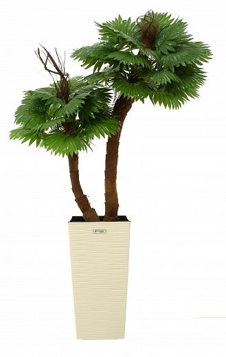 Palm Washingtonia Avassa cachepot Dekollete Kuno 46 Eco