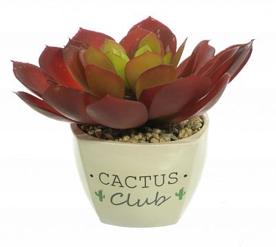 Echiveria Tabasco Cachepot Dekollete Cactus Club Set of 2 pieces