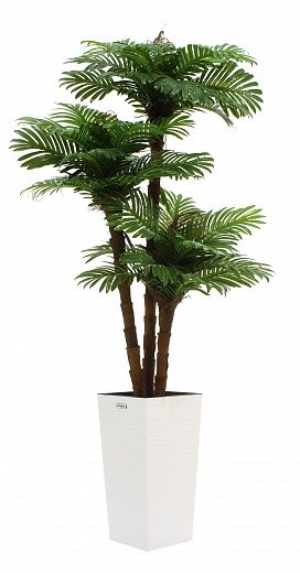 Date palm Avalon cachepot Dekollete Kuno 46