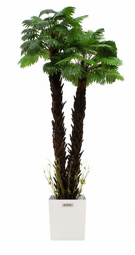 Palm Washingtonia malida cachepot Dekollete Clasico 30