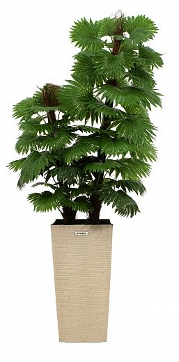 Palm Washingtonia Anaba cachepot Dekollete Cuno 46 Eco