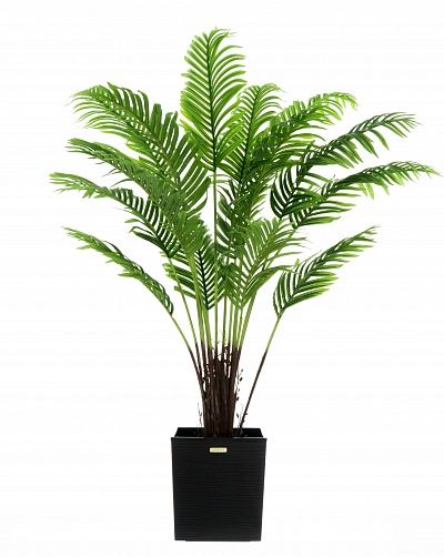 Date palm Bizerte cachepot Dekollete Clasico 30 available for order 1 piece