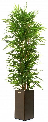 Bamboo Daberg cachepot Dekollete Kuno B20