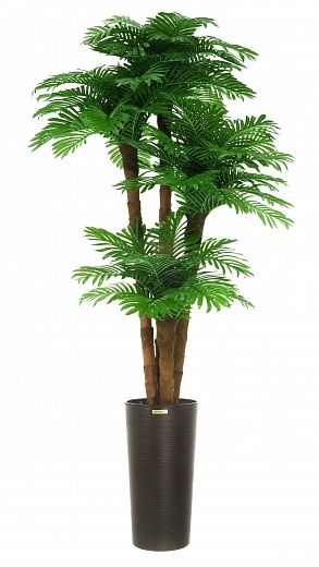 Date palm Cherry cachepot Dekollete Serso 46