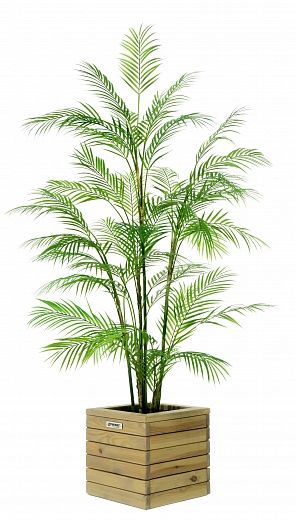 Elbay date palm 160 cachepot Dekollete Roca Cube 30