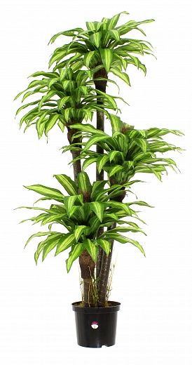 Dracaena Boucher