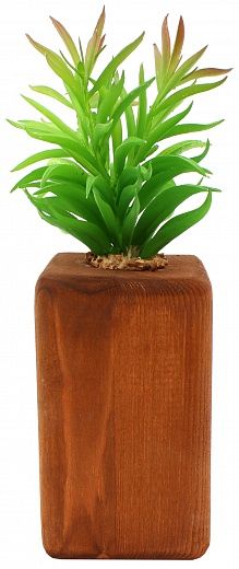 Camel thorn cactus Tekas cachepot Dekollete Wood 15